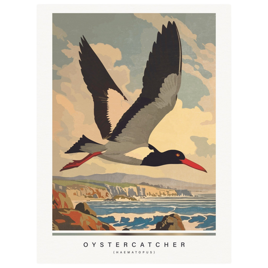 Arctic animals, oystercatcher